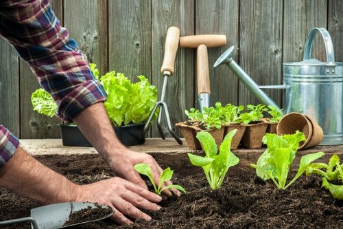 Professional garden maintenance in Sands End
