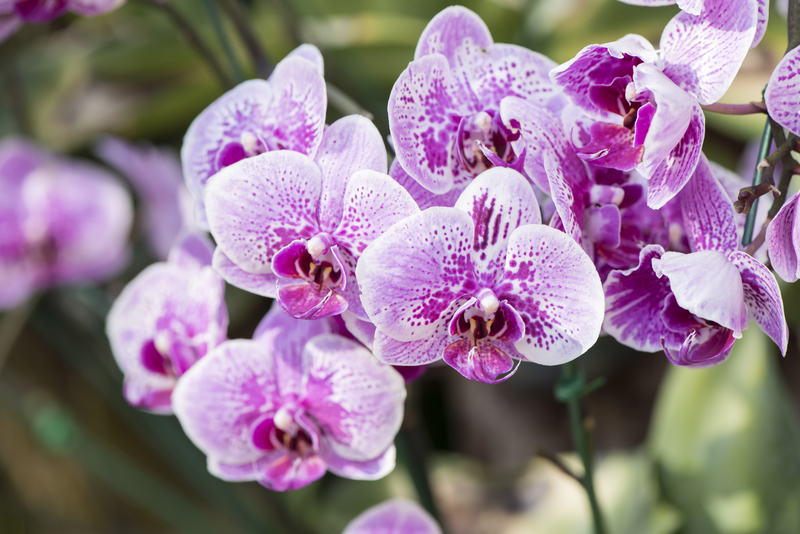 garden maintenance hedge trimming